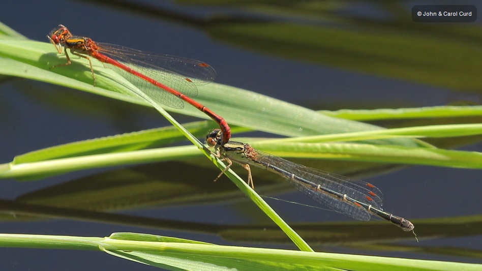 J17_4476 Xanthocnemis zealandica tandem.JPG